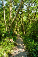 The trail through the green forest in the mountain of Pingtung, Taiwan.