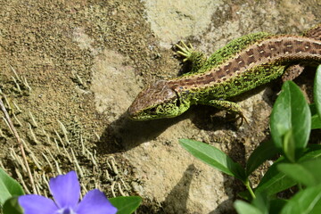 Zauneidechse im Schwarzwald