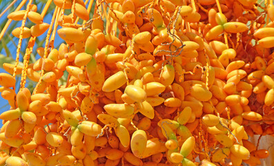 Datteln orange Beeren  Frucht der Palme