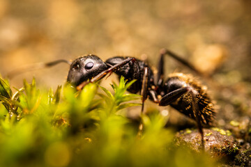 ant on the ground
