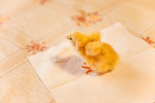 1 day old yellow chick