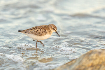 bird on the beach