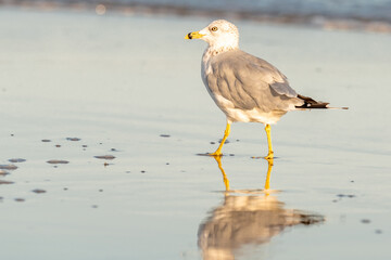 seagull on the beach