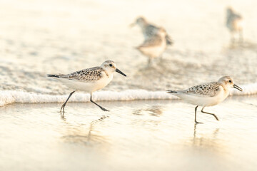 bird on the beach