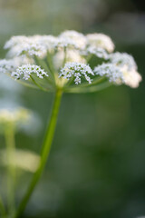 wild garden. schnittka grass, blooms with white flowers