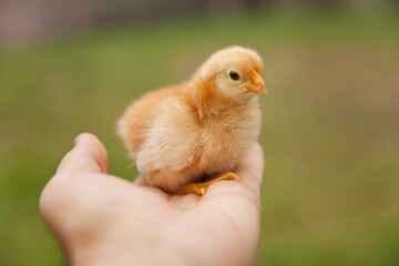 chicken on the hand. little chick