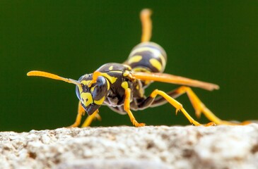wasp on green background in latin Vespula Vulgaris