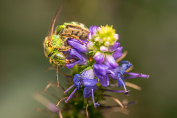 bee on a flower