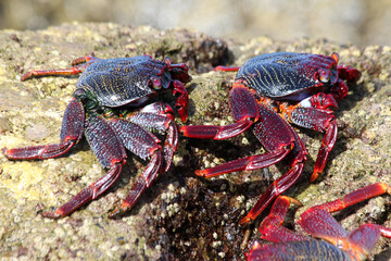 rote_Klippenkrabbe
