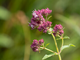 Fototapeta premium Oregano - Origanum vulgare