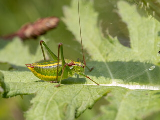 Showy Plump Bush-Cricket - Isophya speciosa