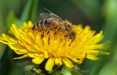 bee or honeybee in Latin Apis Mellifera on yellow flower