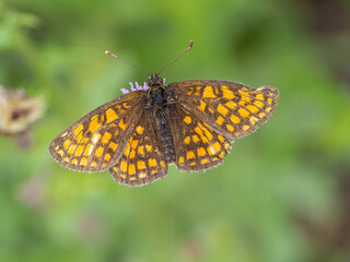 Obraz premium Heath fritillary - Melitaea athalia