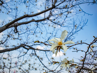 ハクチョウソウ