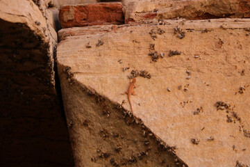 Fototapeta premium Arizona USA Grand Canyon National Park insects on the Rock