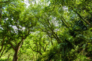 low angle view of verdant trees in the forest, In the mountains of Pingtung, Taiwan.
