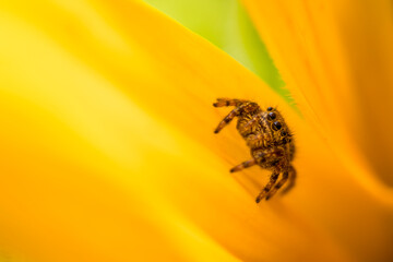 close up of a yellow flower