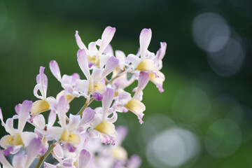 Orchid flower as nature background
