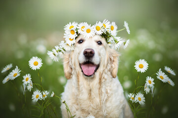 Dog portrait with chamomile wreath