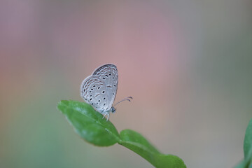 butterfly perching on Kaffir lime leaves as background