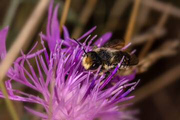 Leaf-cutter bee Megachile willughbiella on a purple thistle flower
