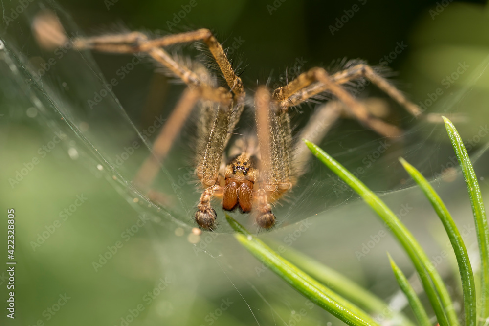 Wall mural spider on a web
