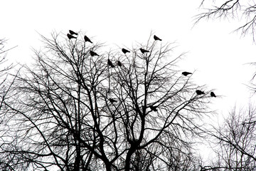 A flock of birds in the trees in the city park in early spring. The Rooks Have Arrived. Migratory birds returned to their homeland.