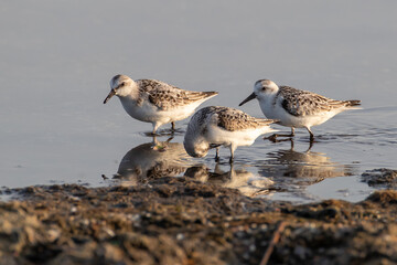 Sanderling - Calidris alba