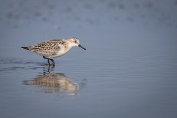 Sanderling - Calidris alba