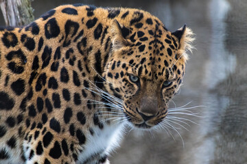 Portrait of a Far Eastern leopard