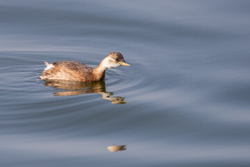 Little grebe - Tachybaptus ruficollis