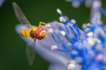 hoverfly on flower