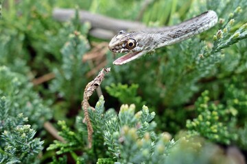 Snake in stand off mode, on a rockery of plants