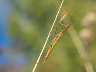 European mantis - Mantis religiosa