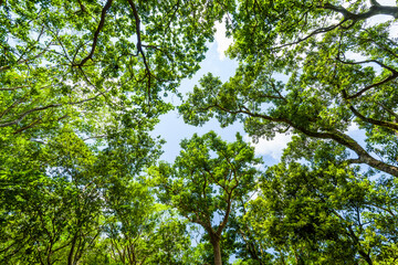 Fototapeta premium low angle view of green trees with the sky background