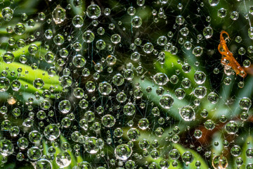 water drops on a web