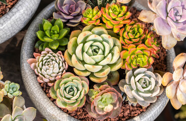 Miniature succulent plants (succulent cactus) background