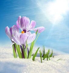 Beautiful spring crocus flowers growing through snow outdoors on sunny day