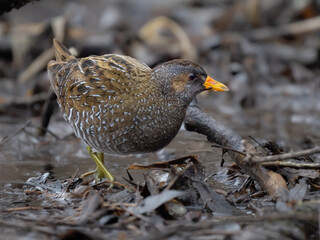 Spotted crake - Porzana porzana