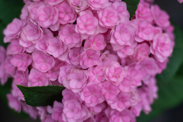 Colored flowers hydrangea，Hydrangea macrophylla，Forever Summer，Endless Summer