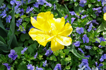 Tulpe im Stiefmütterchenbeet