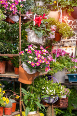 hanging Hybrid pentunias flower in basket