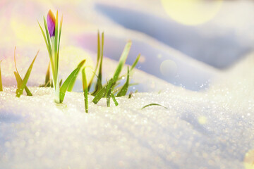 Beautiful spring crocus growing through snow outdoors on sunny day, space for text