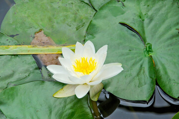 Seerose