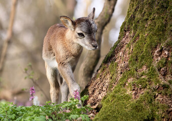 Ovis Musimon mouflon cub in the nature habita.Wildlife scene from nature