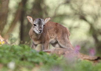 Ovis Musimon mouflon cub in the nature habita.Wildlife scene from nature