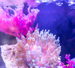 Coral Reef in Sunlightmarine aquarium.