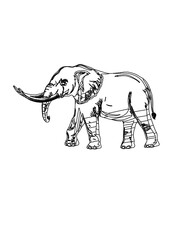 illustration of an african elephant