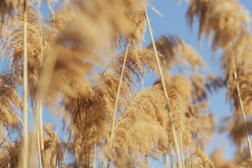 Pampas grass with blue sky on the background. Natural background of soft plants who moving in the wind.