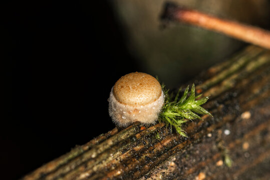A very small woody fungus Crucibulum laeve and a piece of moss, super macro